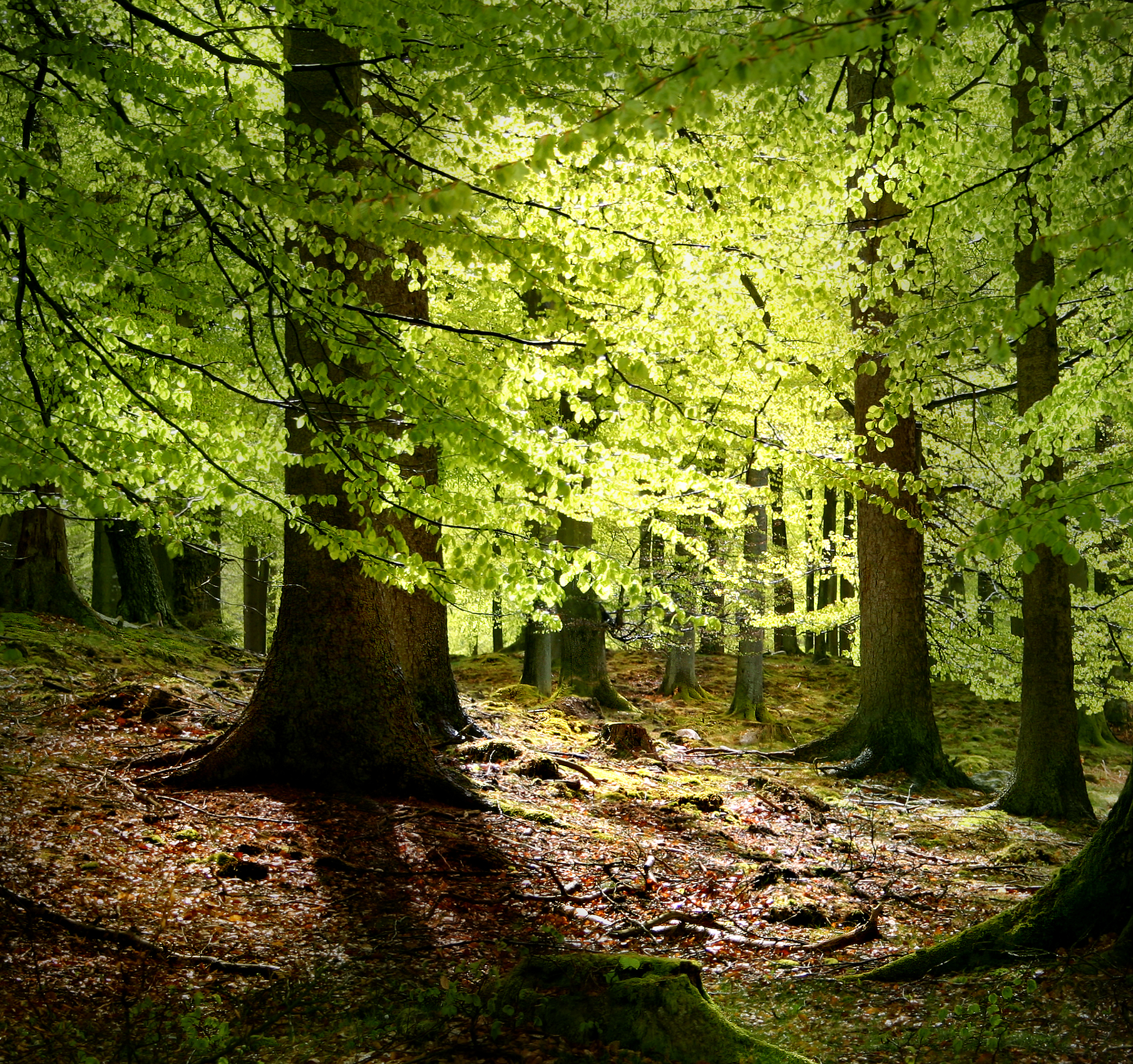Woodland management (with coppicing)