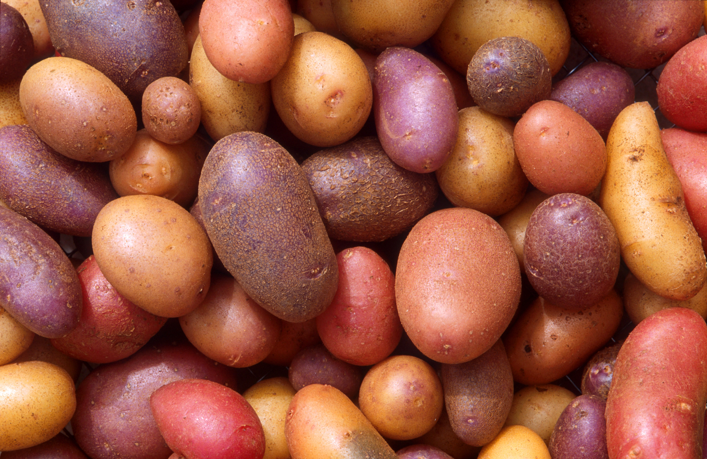 Potato Day - Loughborough