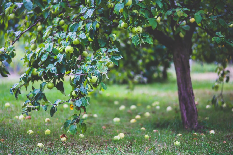 Apple Pressing - Community Orchard, Woodhouse Eaves