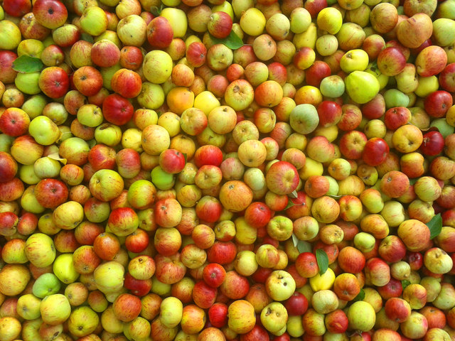 Open Heaven Church Harvest event - Apple Pressing