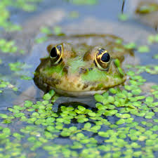 Wildlife Gardening