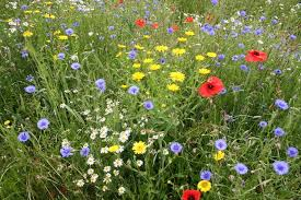 Wildflower Identification