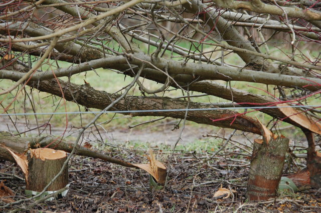 Hedgelaying for beginners