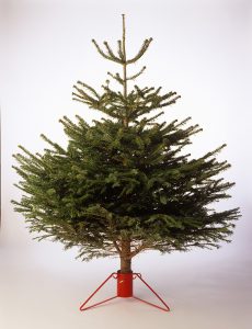 A picture of a real cut Christmas tree, undecorated and in a red stand.