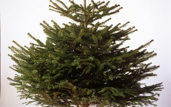 A picture of a real cut Christmas tree, undecorated and in a red stand.