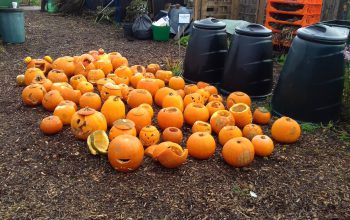 pumpkins collected for smashing and composting