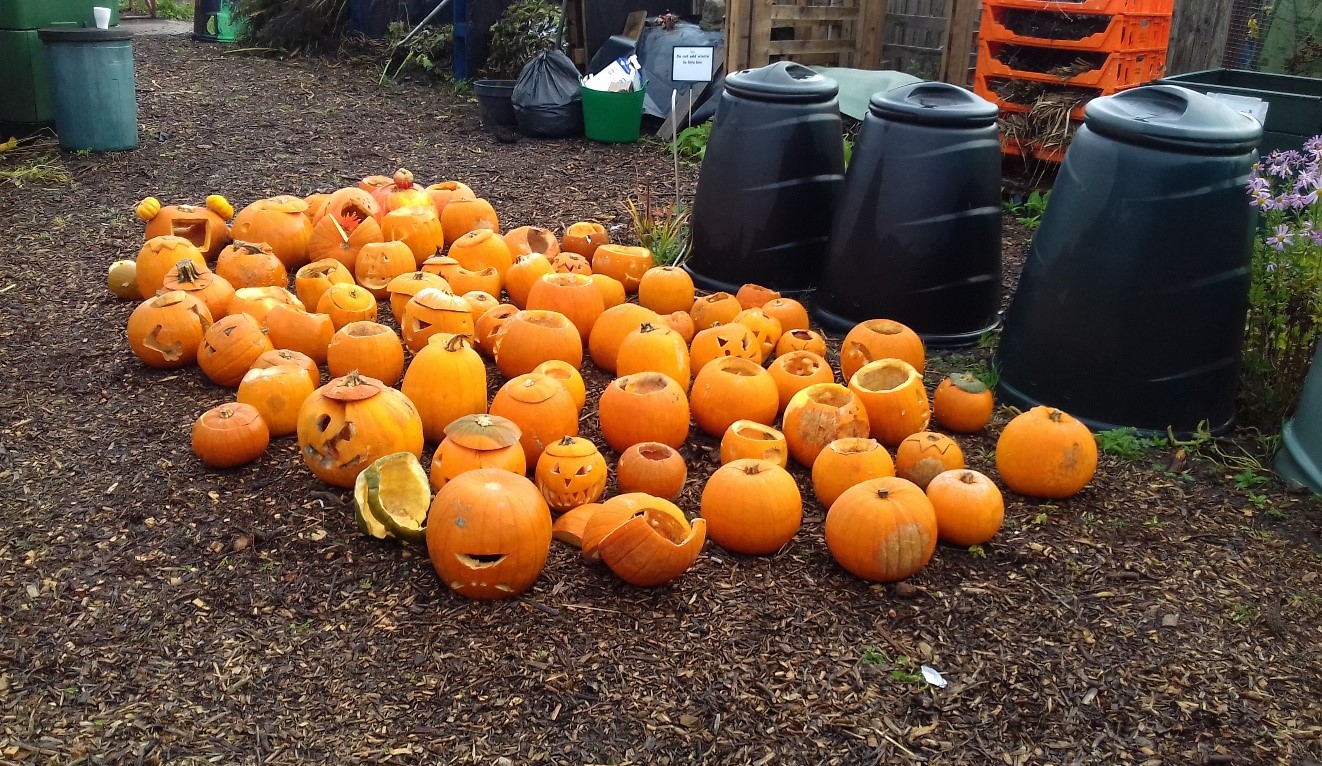 Pumpkin Smash at Stokes Wood Allotments - Leicester