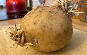 A potato sprouting eyes