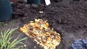 pumpkins being trench composted